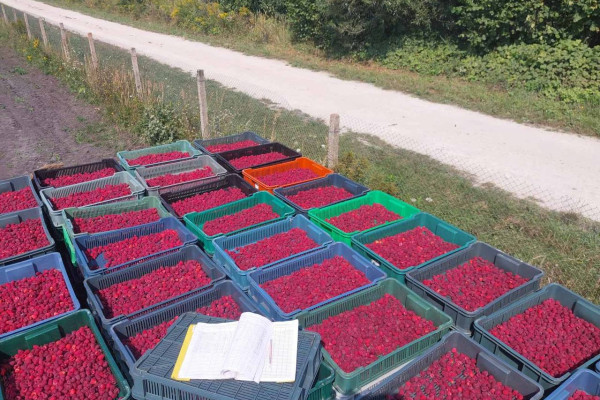 Продажа бизнеса по выращиванию и переработке ягодной, овощной и травяной продукции во Львовской области